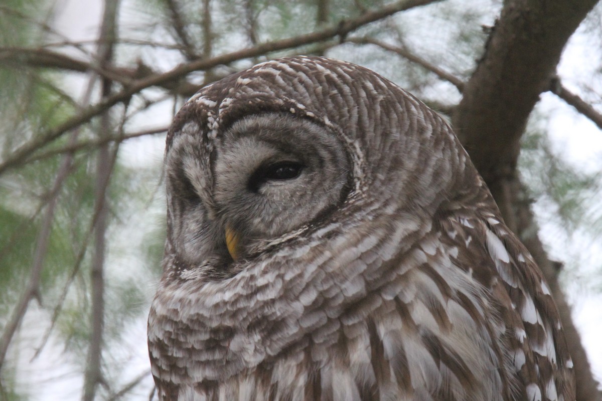 Barred Owl - ML318092241