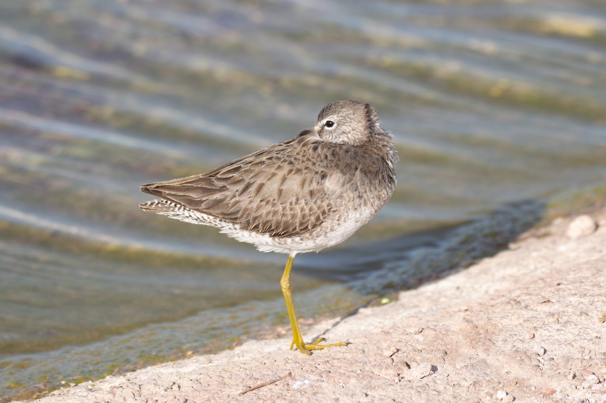 Long-billed Dowitcher - Joe Tuvell