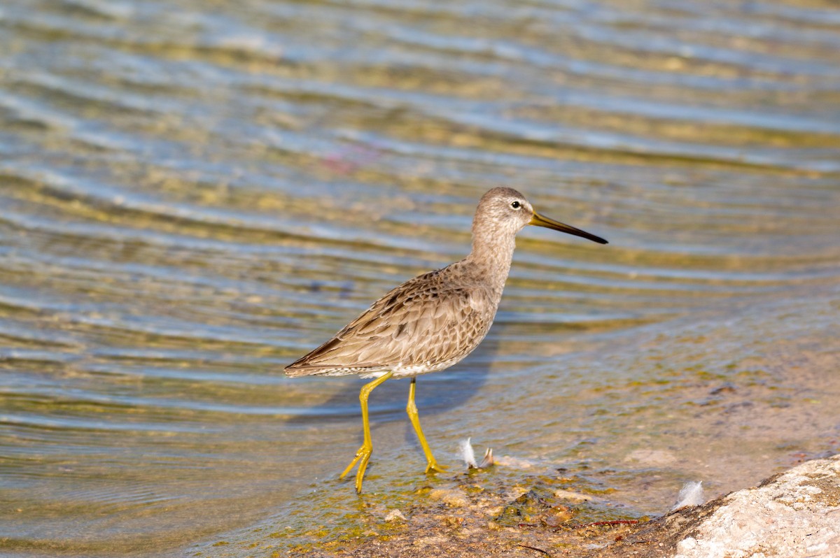 Long-billed Dowitcher - Joe Tuvell
