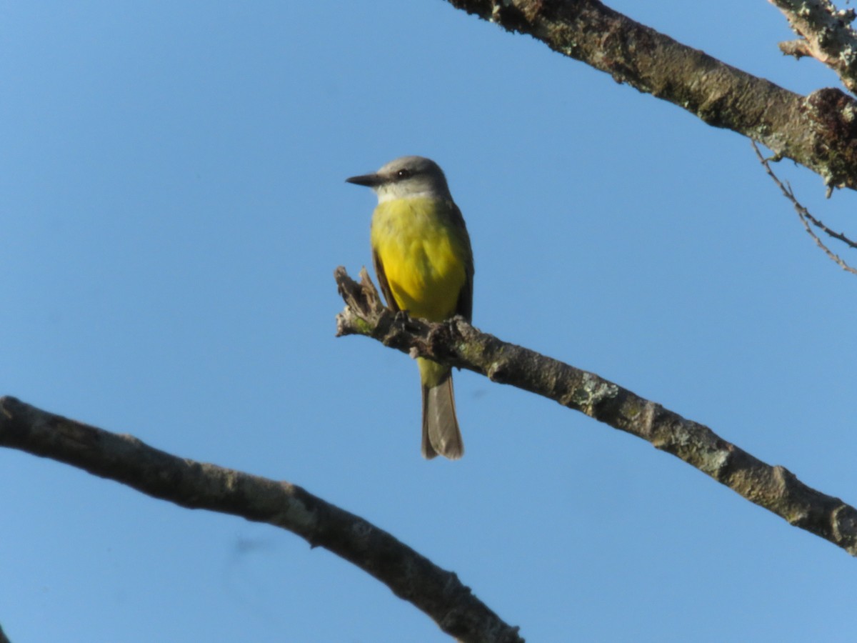 Tropical Kingbird - ML318093891