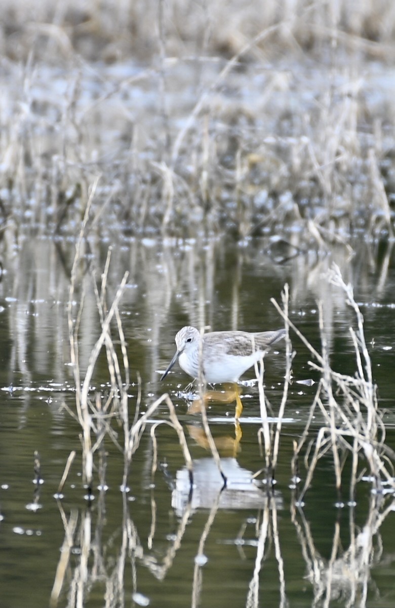 Greater Yellowlegs - ML318094511