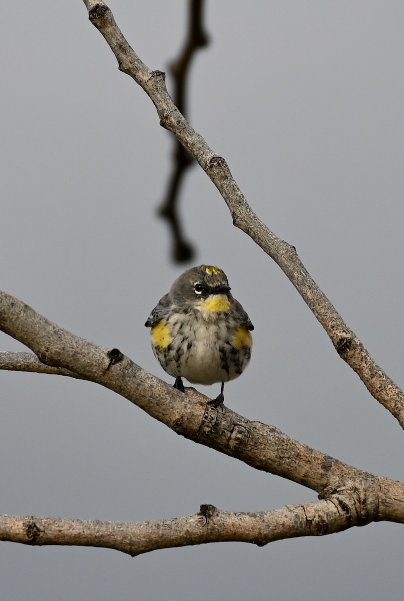 Yellow-rumped Warbler - Ryan Bauer