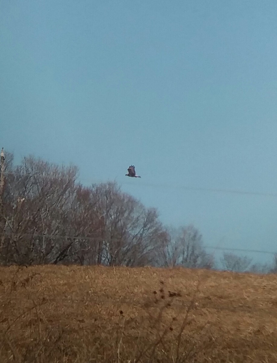 Rough-legged Hawk - Jonathan Weeks