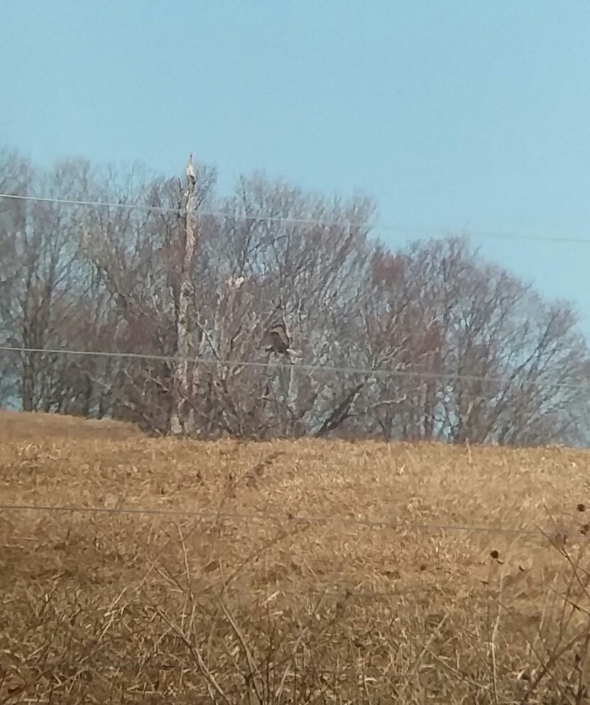 Rough-legged Hawk - ML318095061