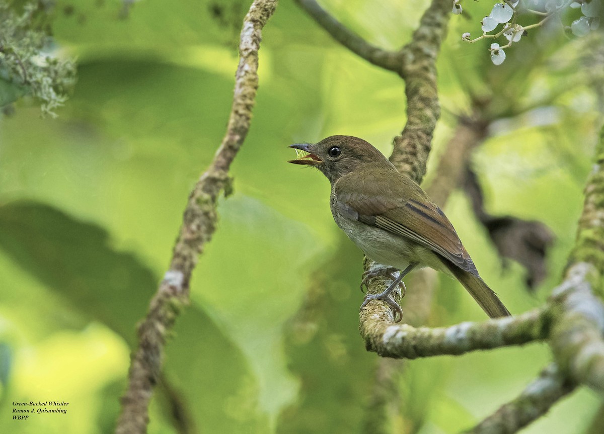 Green-backed Whistler - ML318095091