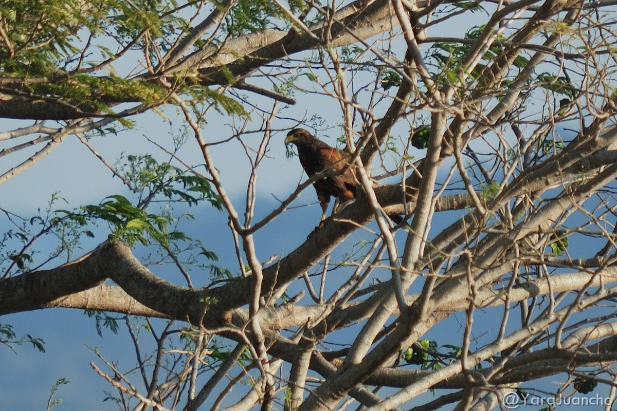 Harris's Hawk - ML318100921