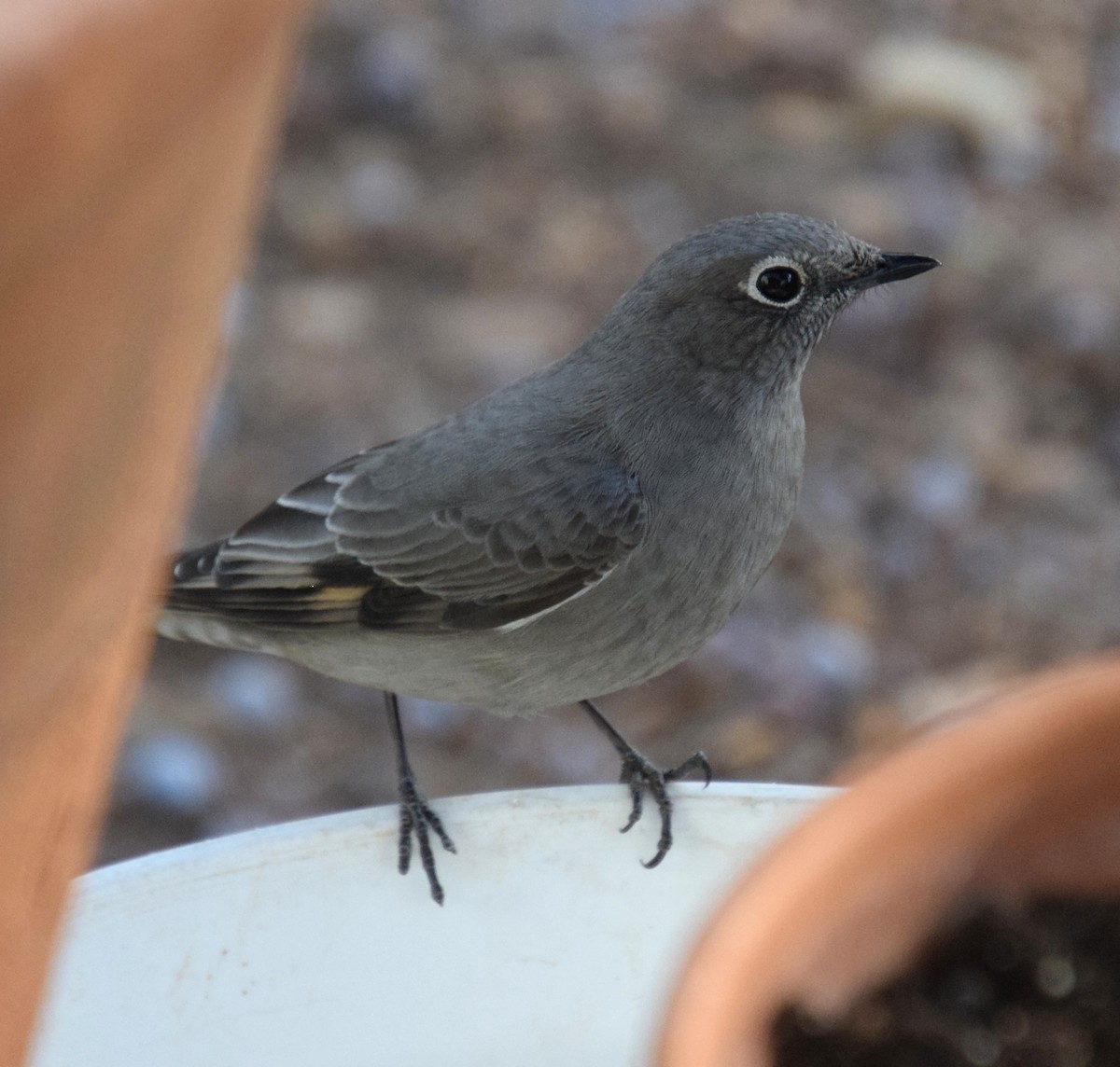Townsend's Solitaire - ML318101901