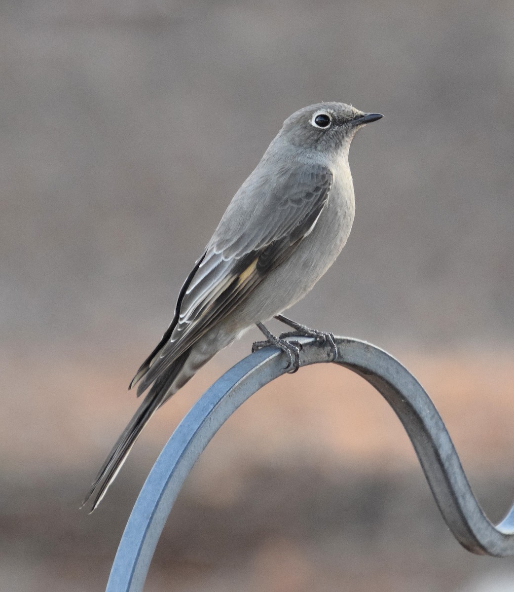 Townsend's Solitaire - ML318101961