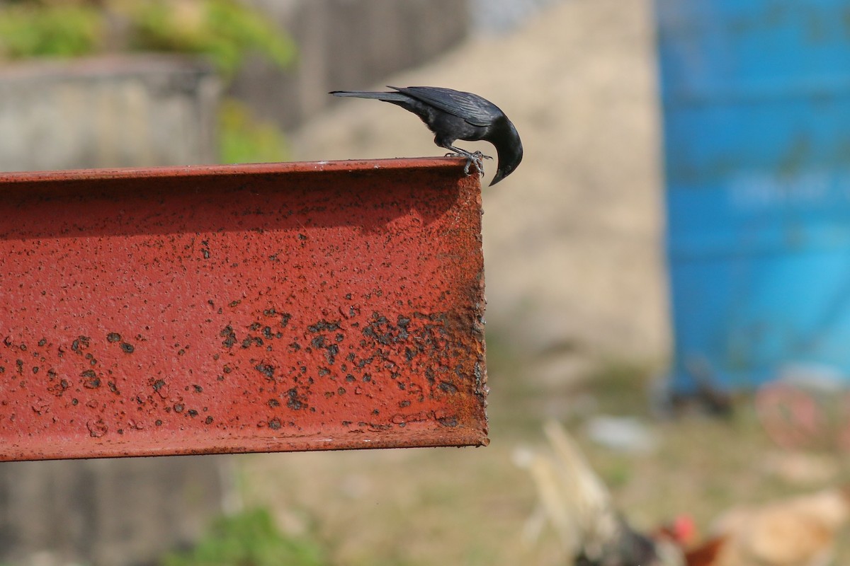 Cuban Blackbird - Yousif Attia