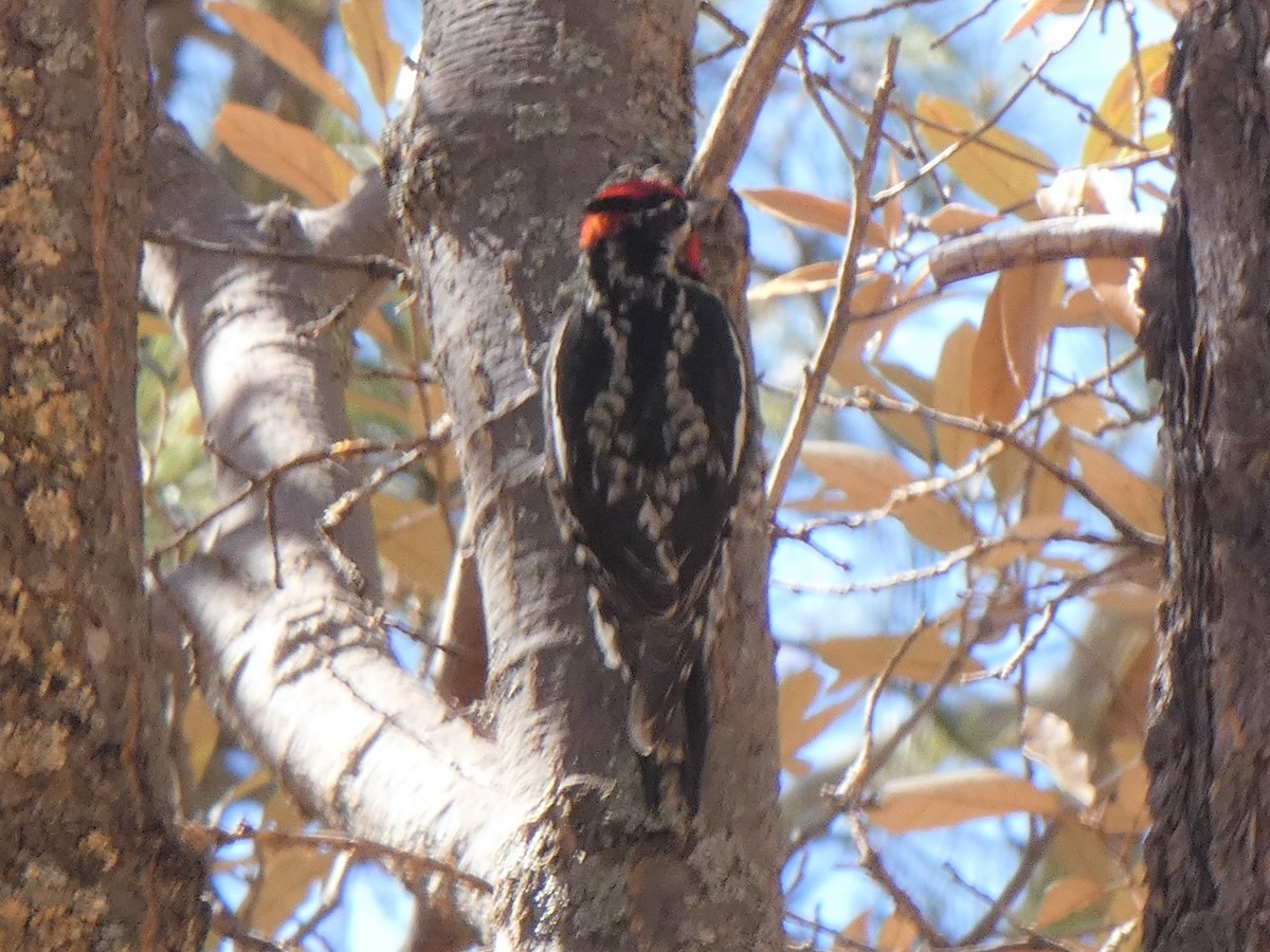 Red-naped Sapsucker - Joan K