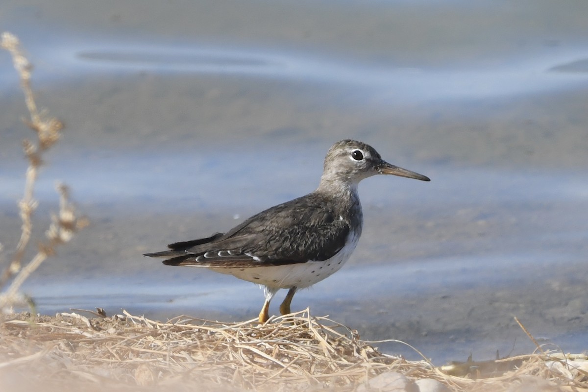 Spotted Sandpiper - ML318103991