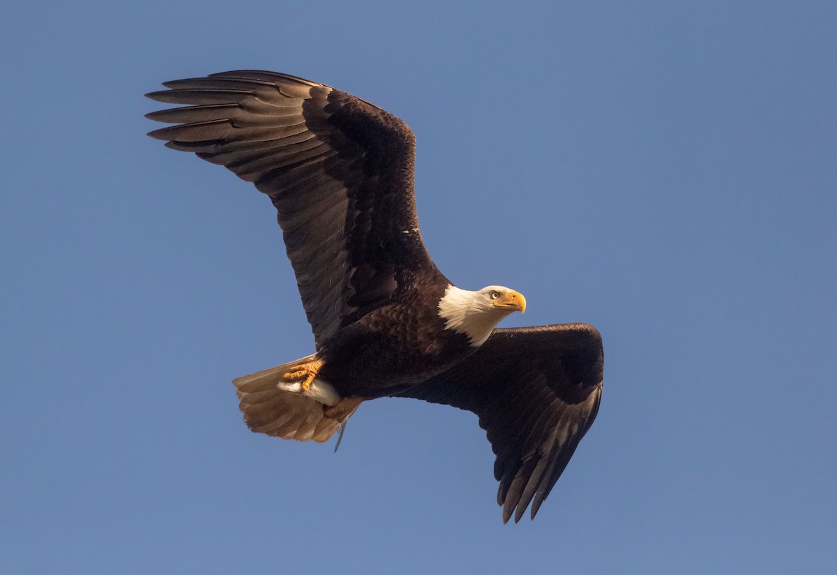 Bald Eagle - ML318105831