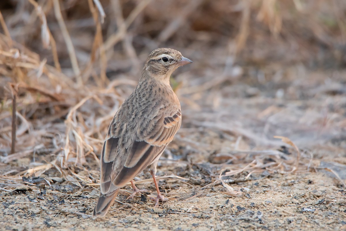 Mongolian Short-toed Lark - ML318105941