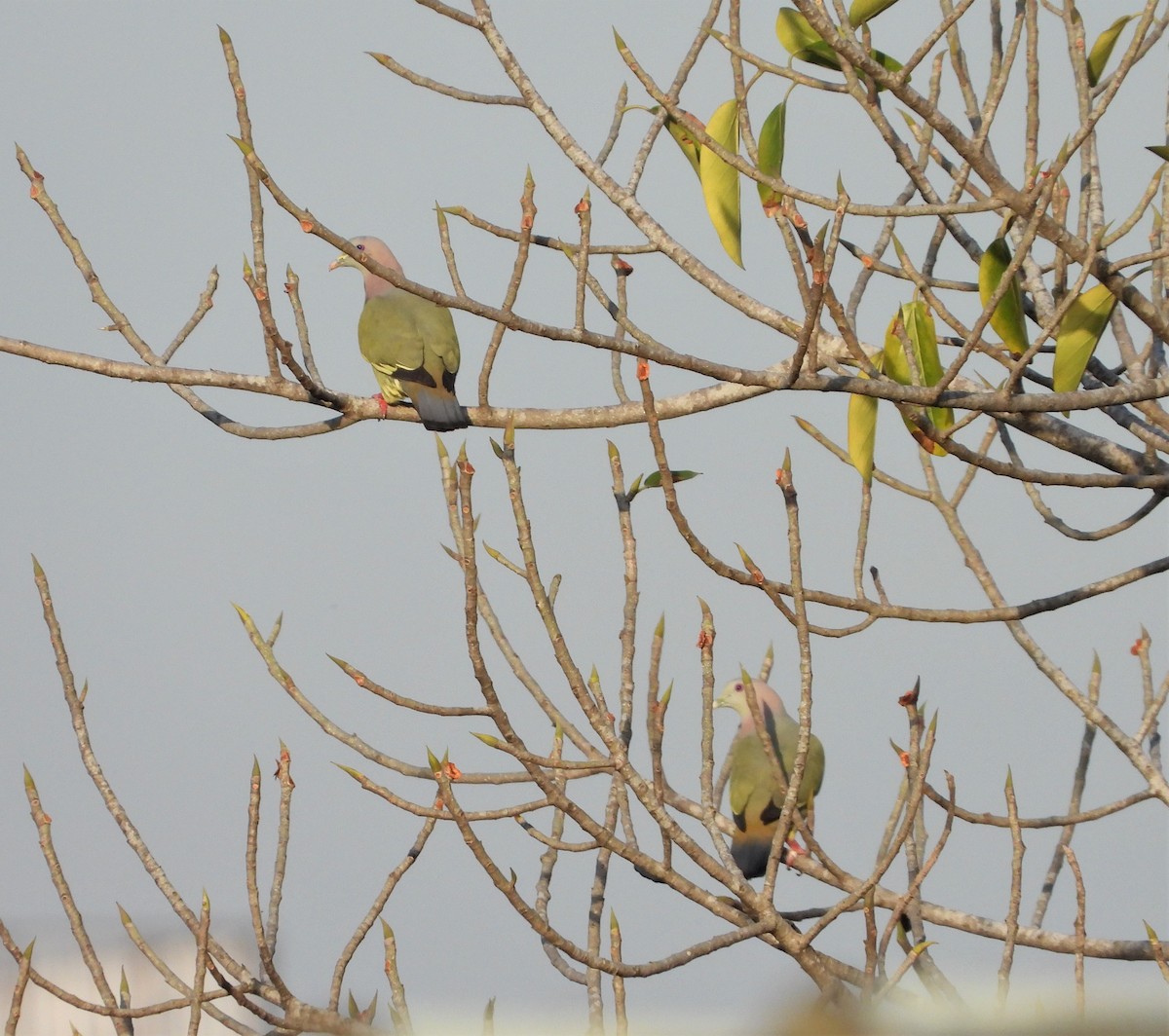 Pink-necked Green-Pigeon - ML318106431