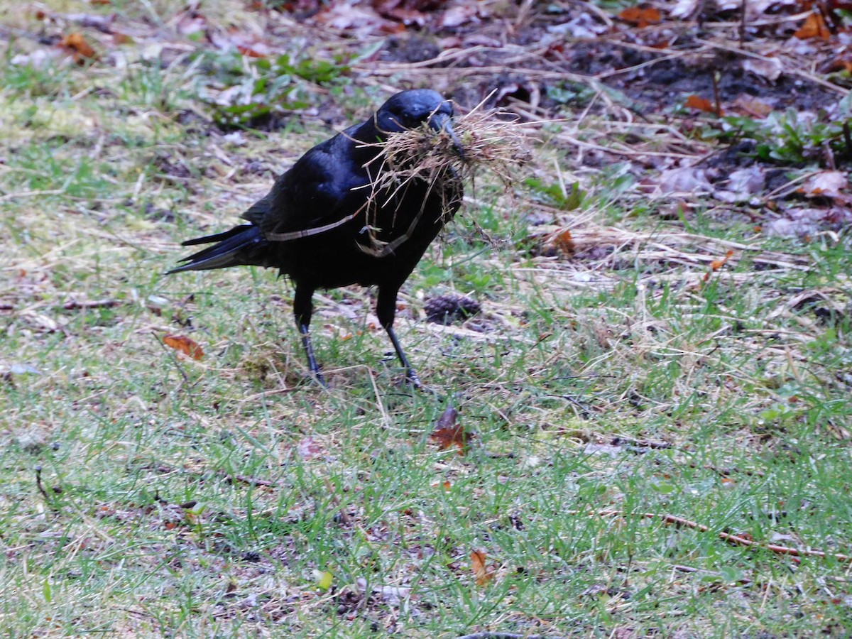 American Crow - ML318107511