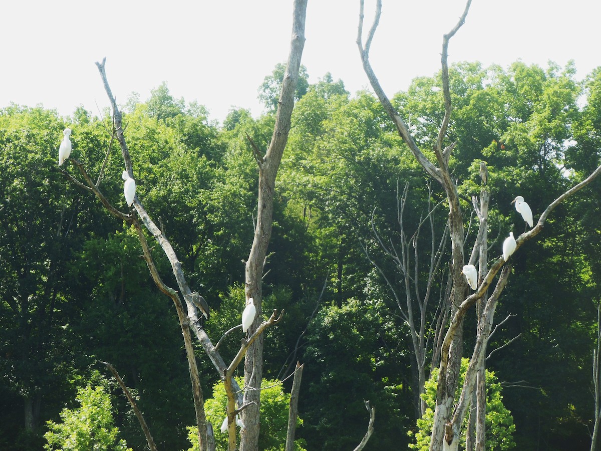 Great Egret - ML31810871