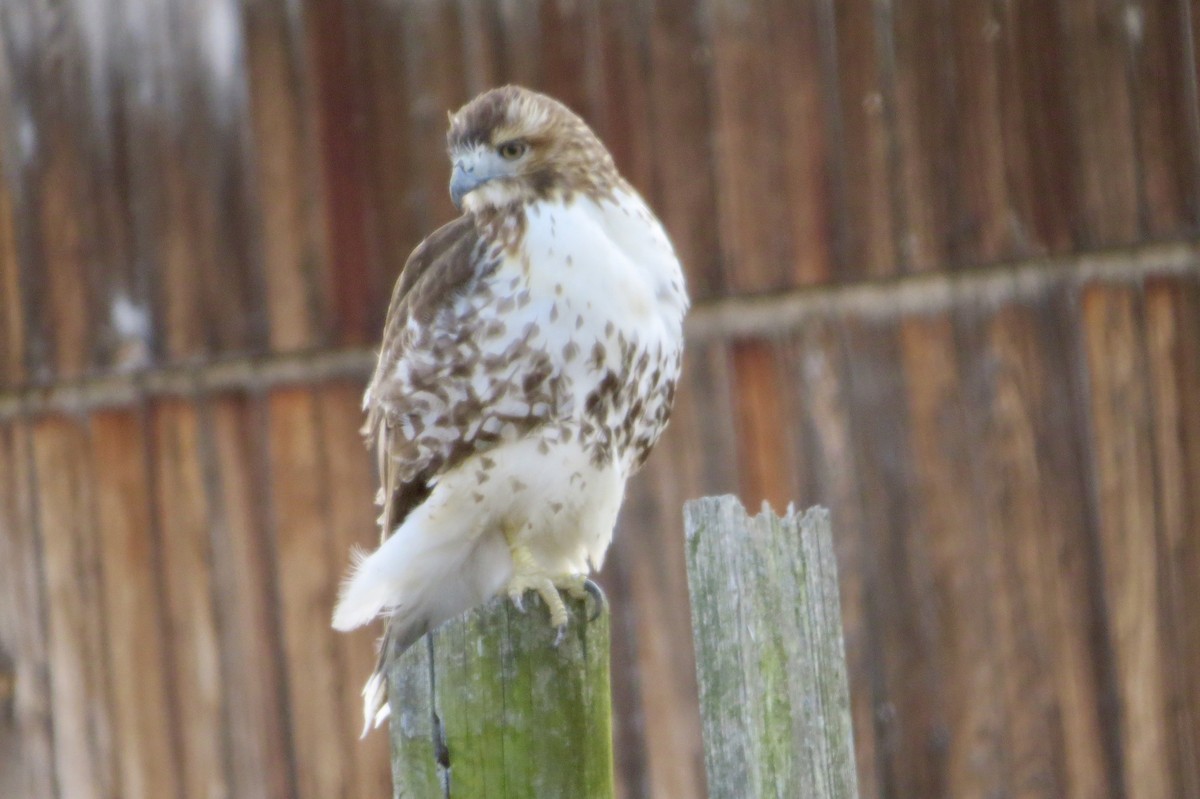 Red-tailed Hawk - ML318110591