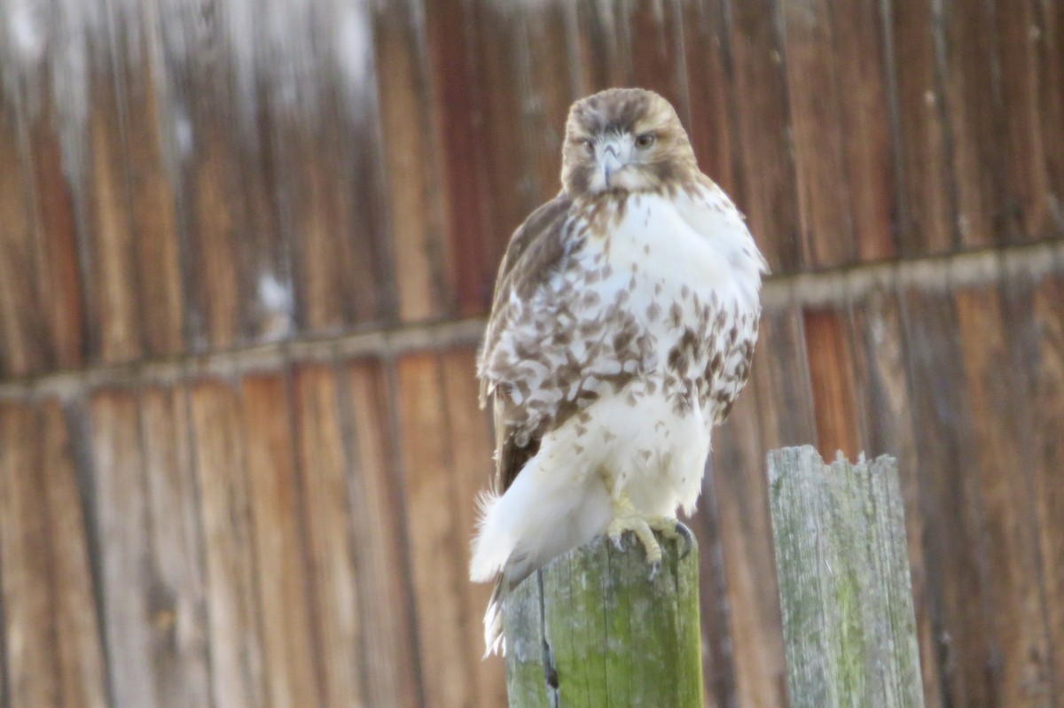 Red-tailed Hawk - ML318110611