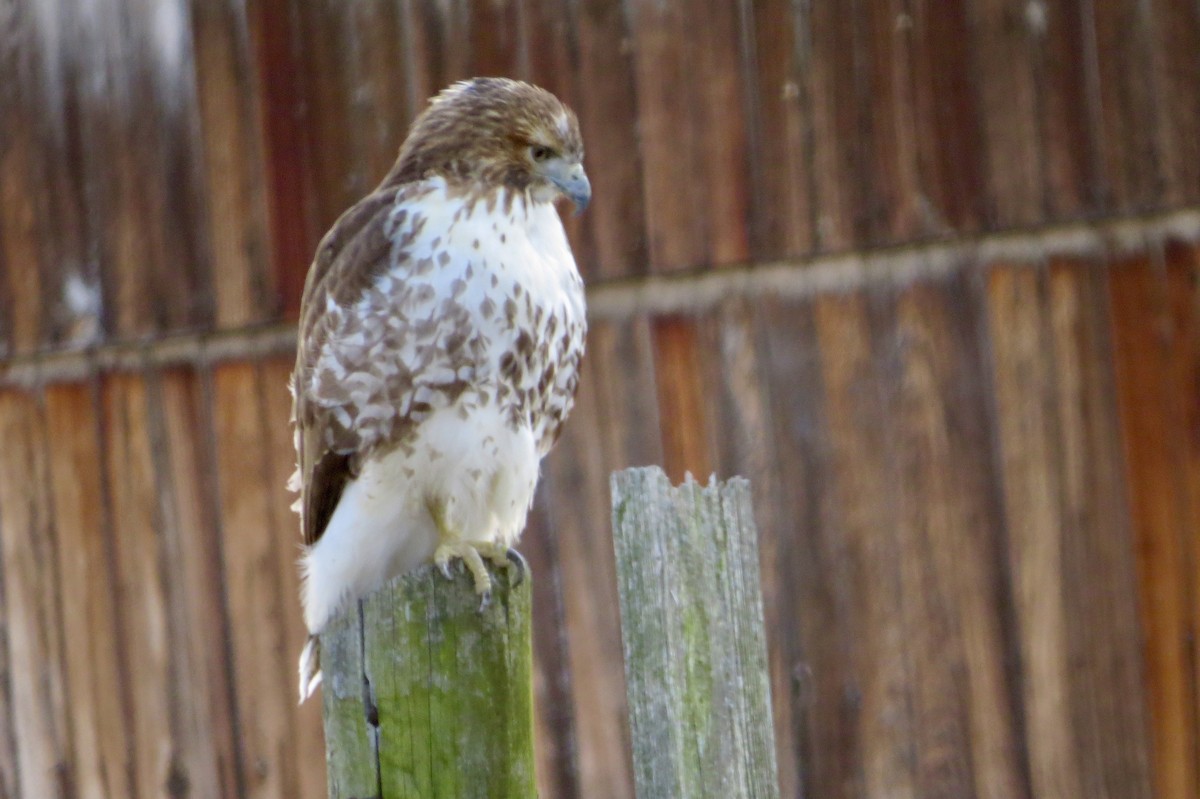 Red-tailed Hawk - ML318110661