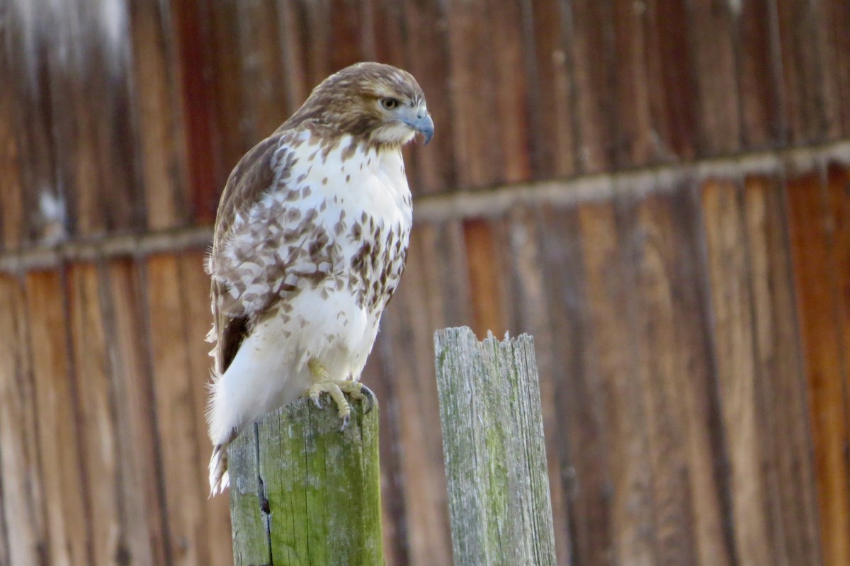 Red-tailed Hawk - ML318110731