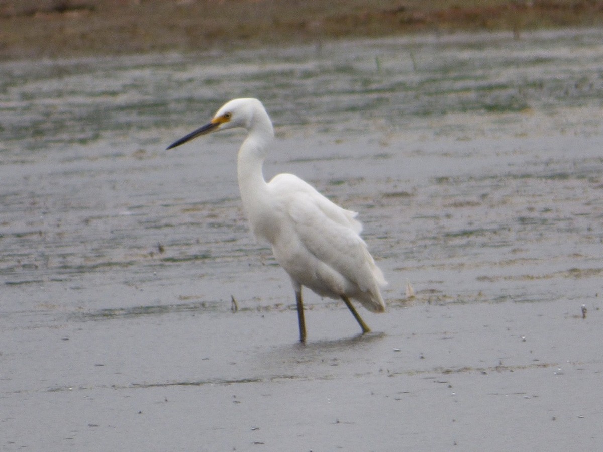 Snowy Egret - ML31811211