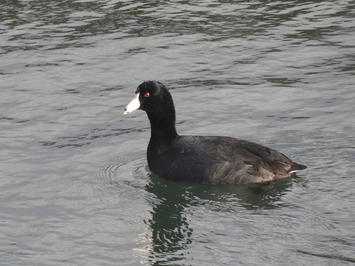 American Coot - ML318113311
