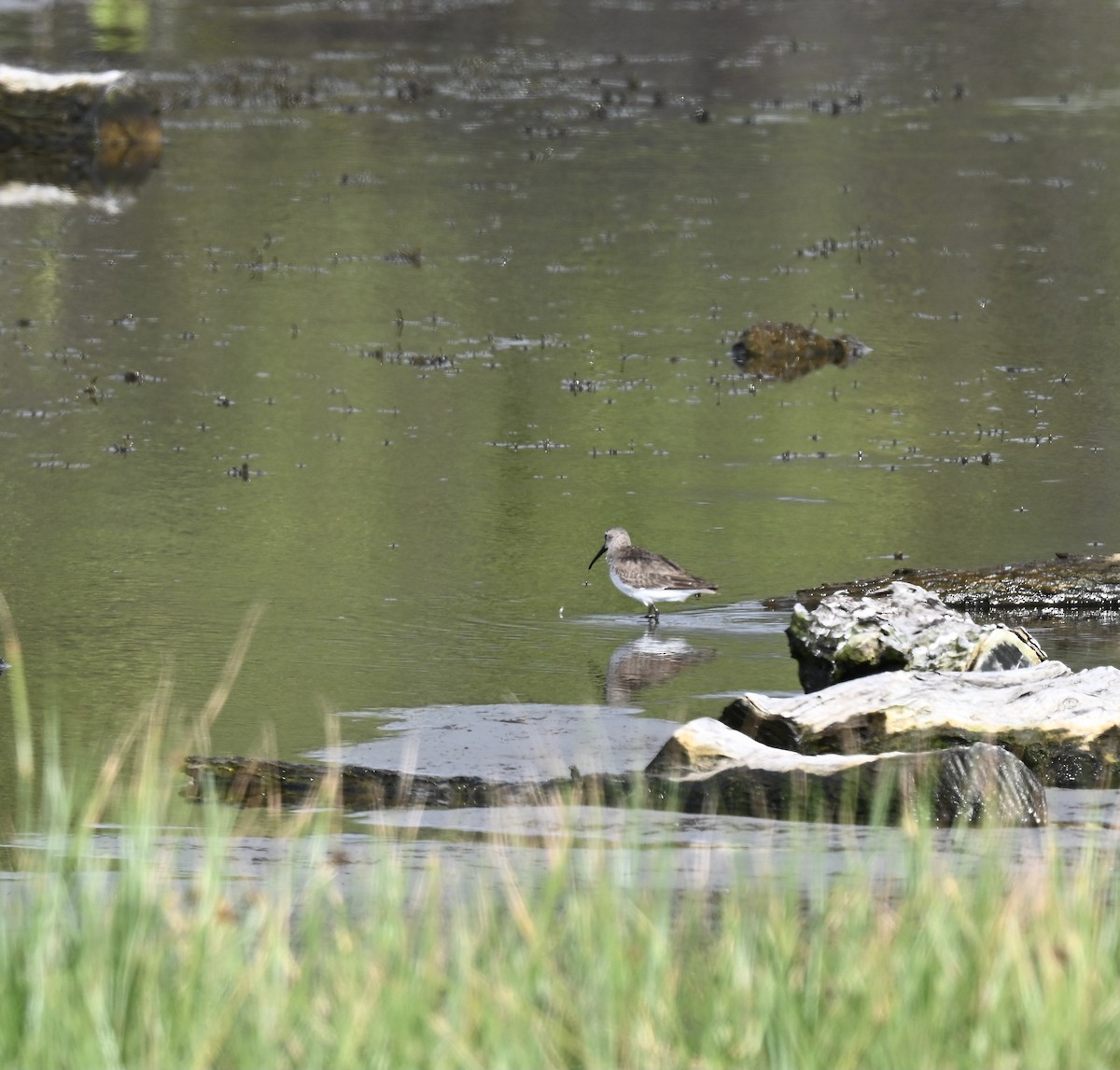 Dunlin - ML318113351