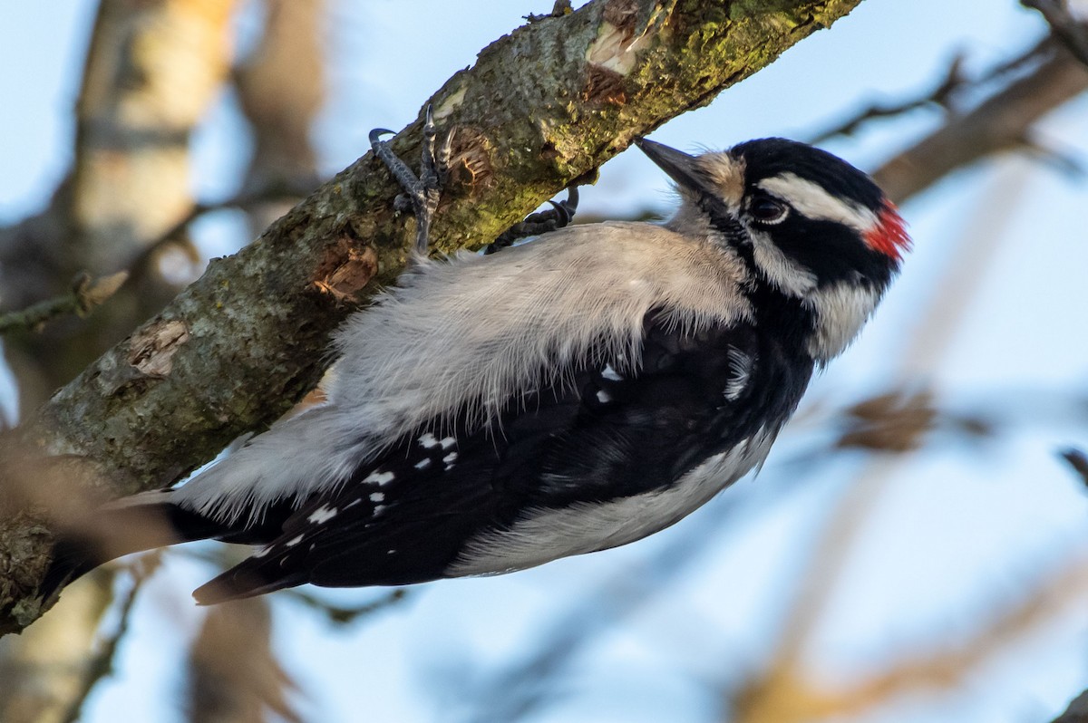 Downy Woodpecker - ML318114151