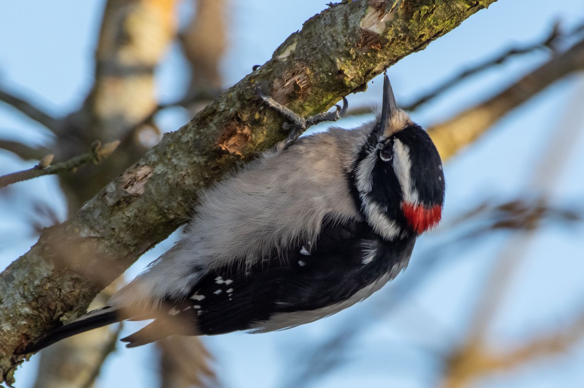 Downy Woodpecker - ML318114161