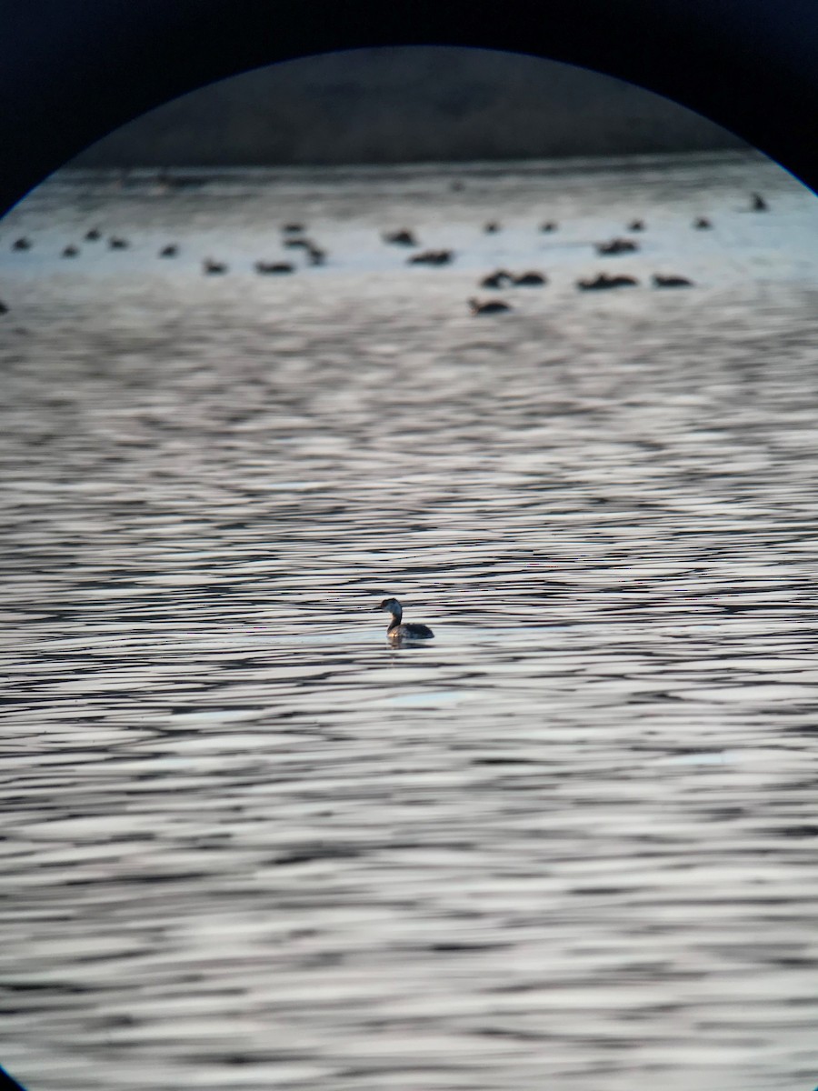 Horned Grebe - ML318116671