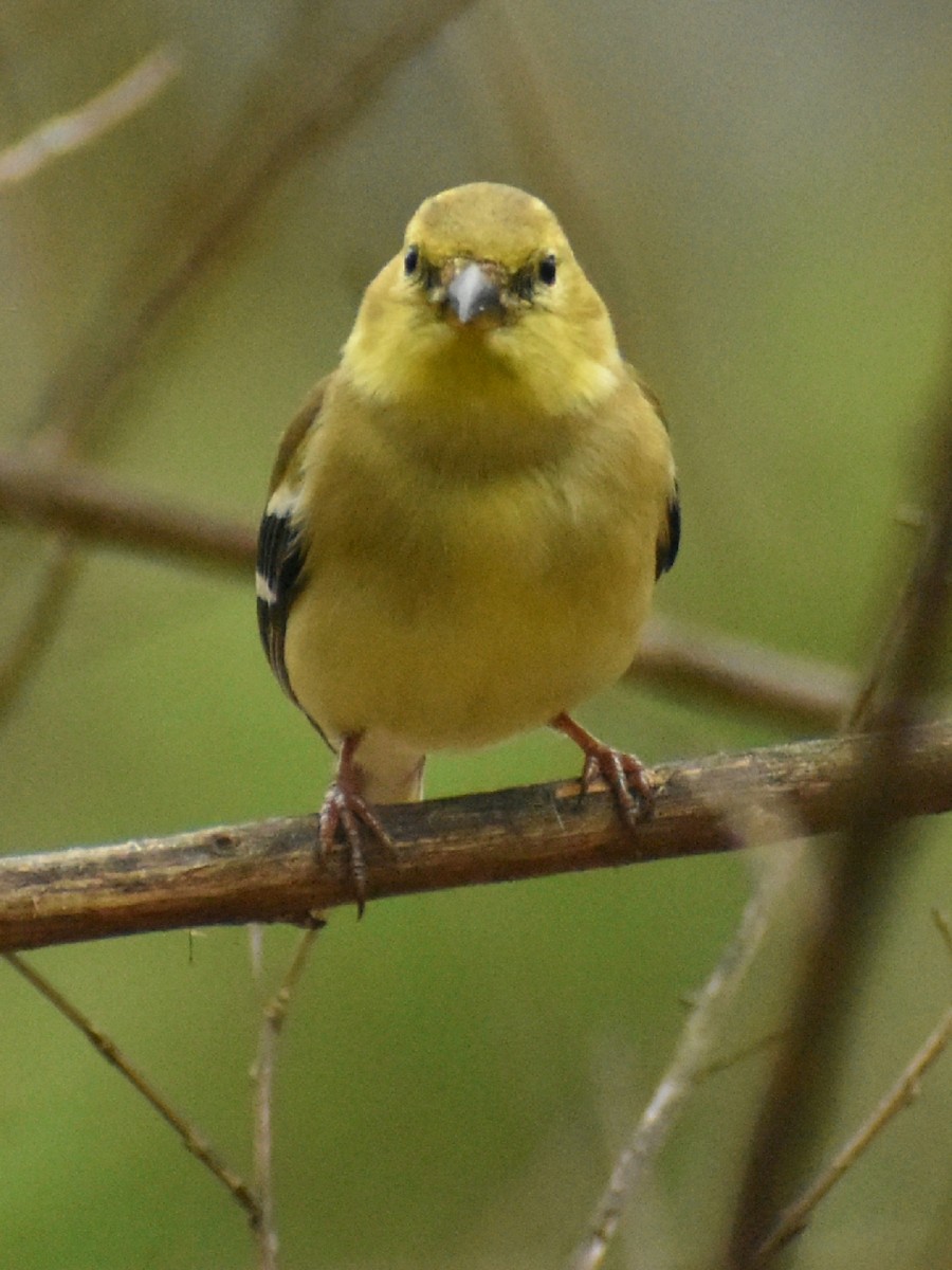 American Goldfinch - ML318116751