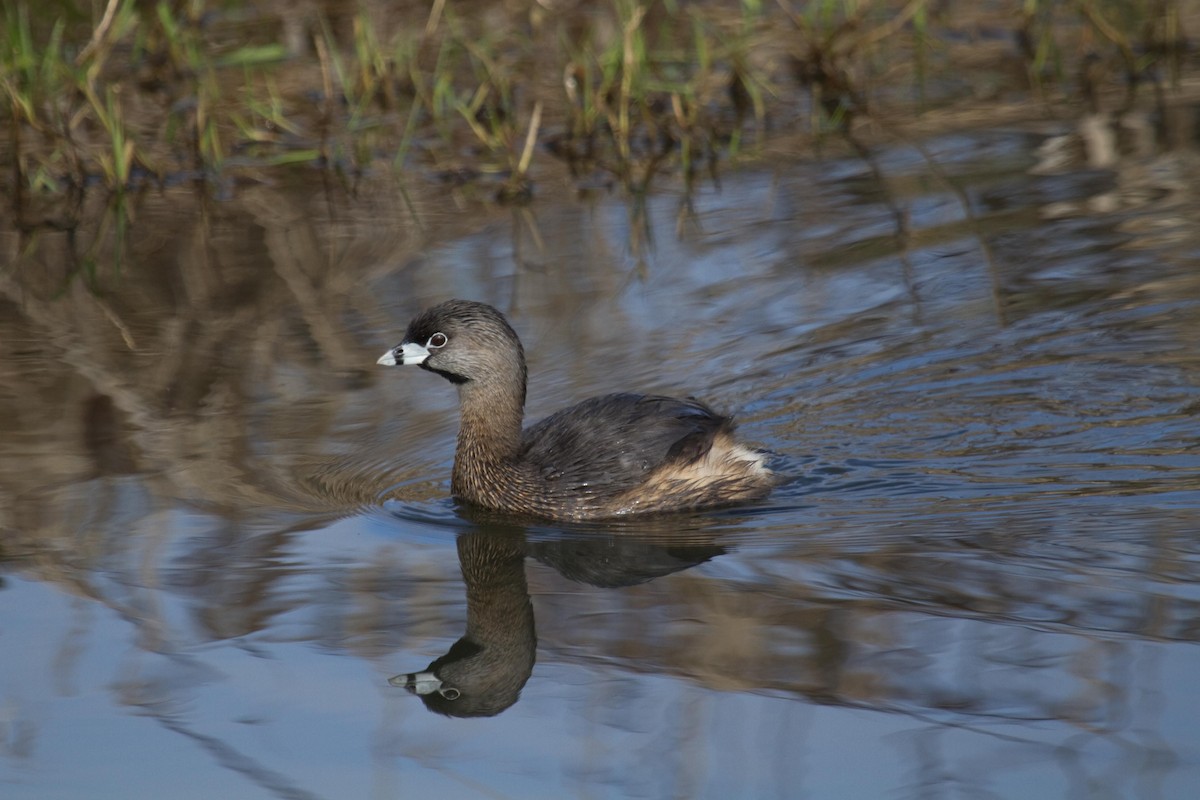 Pied-billed Grebe - Craig Tumer