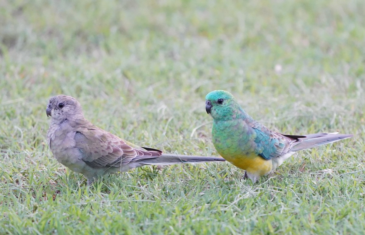 Red-rumped Parrot - ML318117701