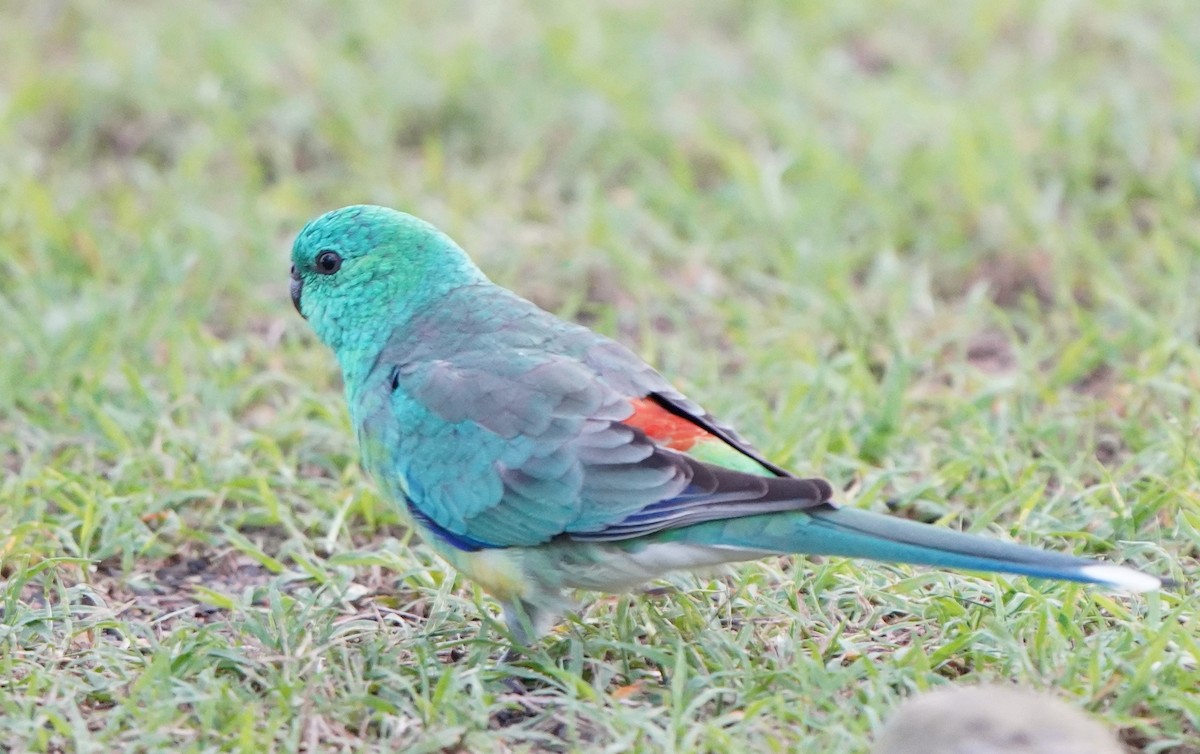 Red-rumped Parrot - ML318117711