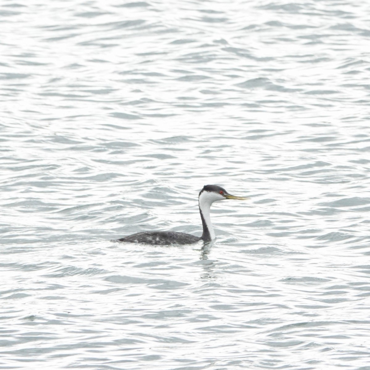 Western Grebe - Susan Goodrich