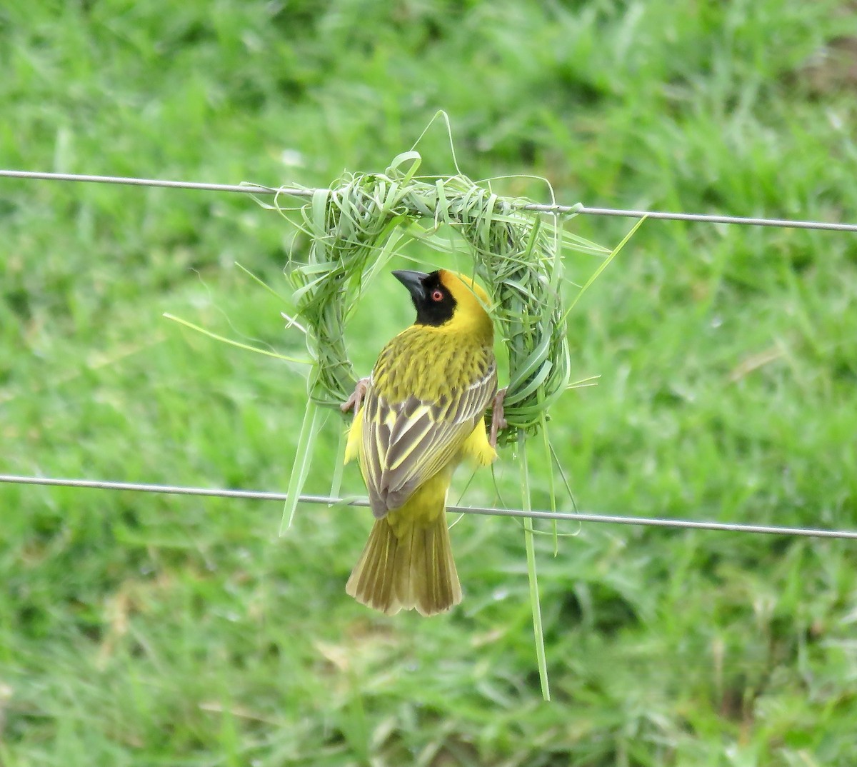 Southern Masked-Weaver - ML318123791