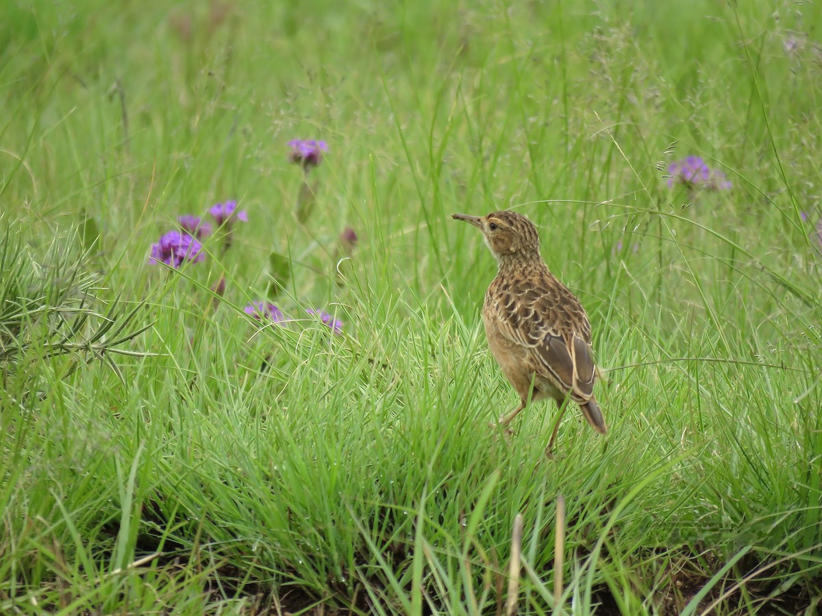 Spike-heeled Lark - ML318124021
