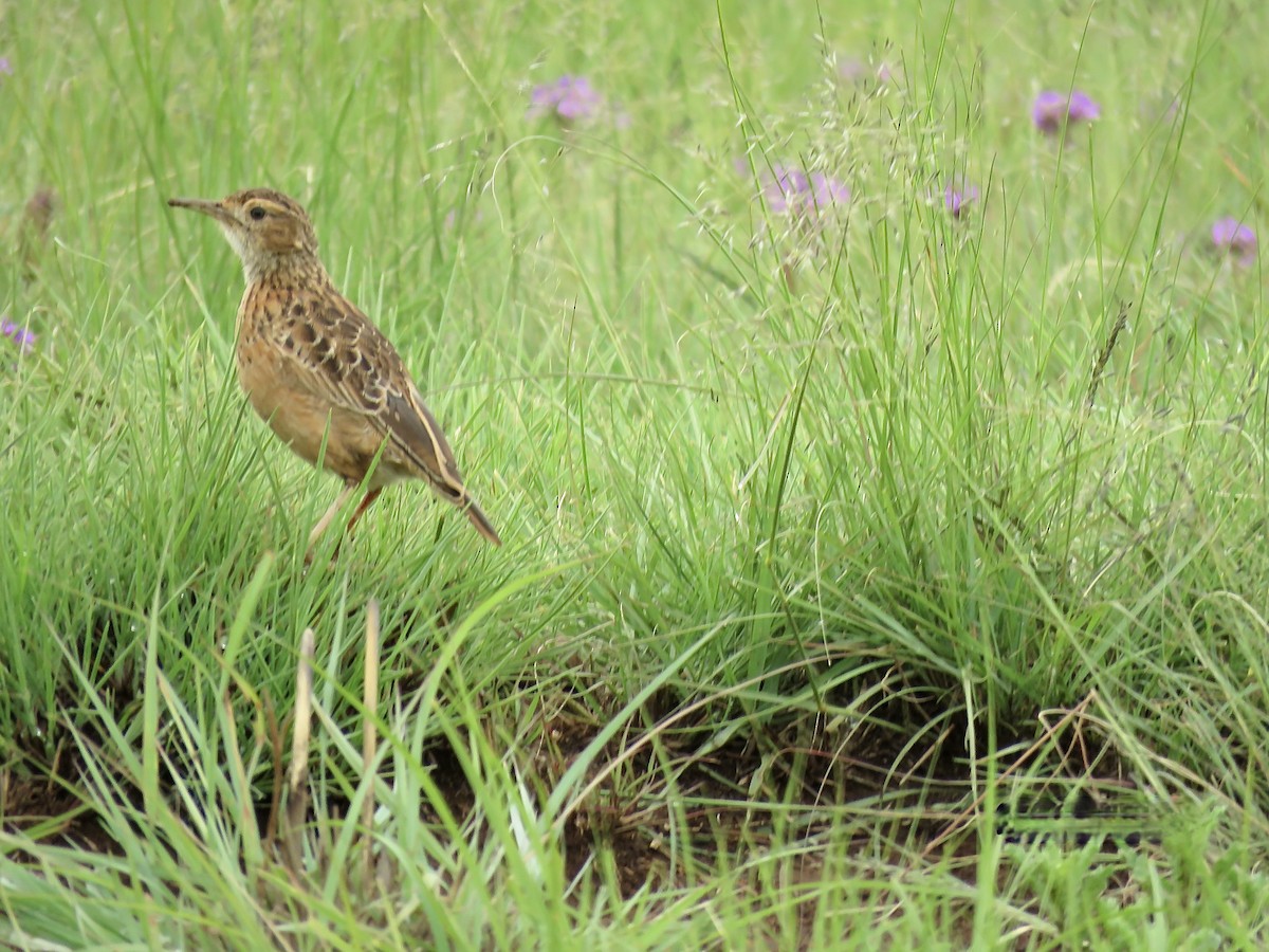 Spike-heeled Lark - ML318124201