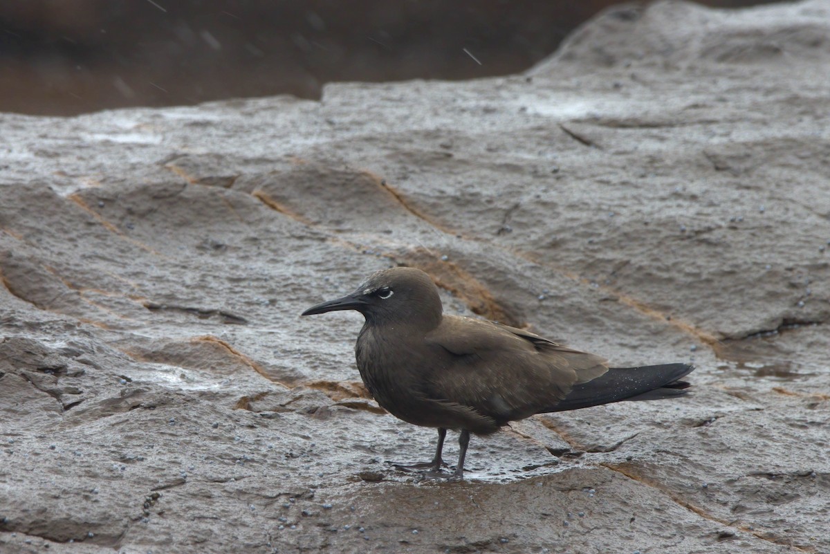 Brown Noddy - Martin & Penny Potter