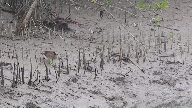 Masked Finfoot - ML318126171