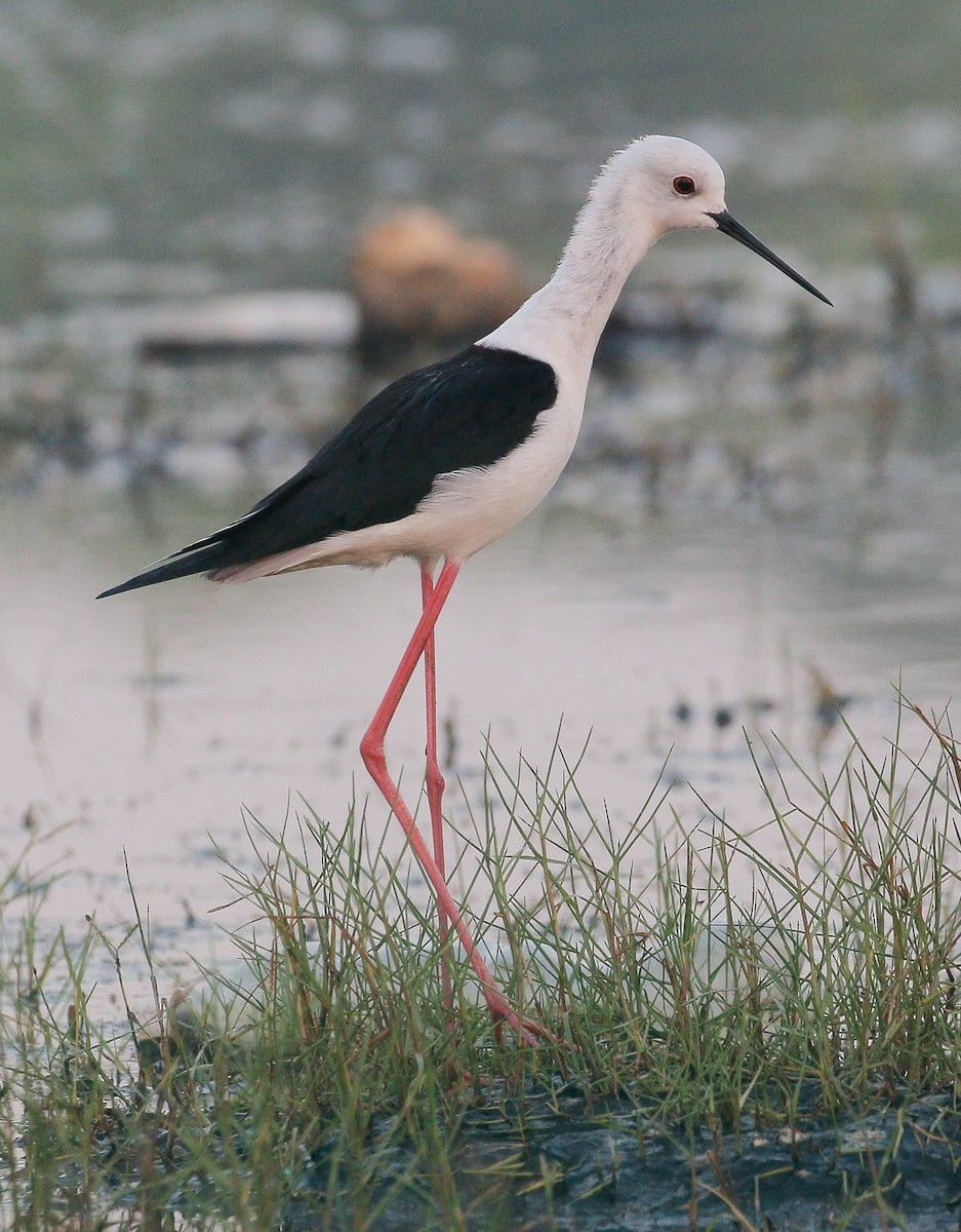 Black-winged Stilt - ML318130631