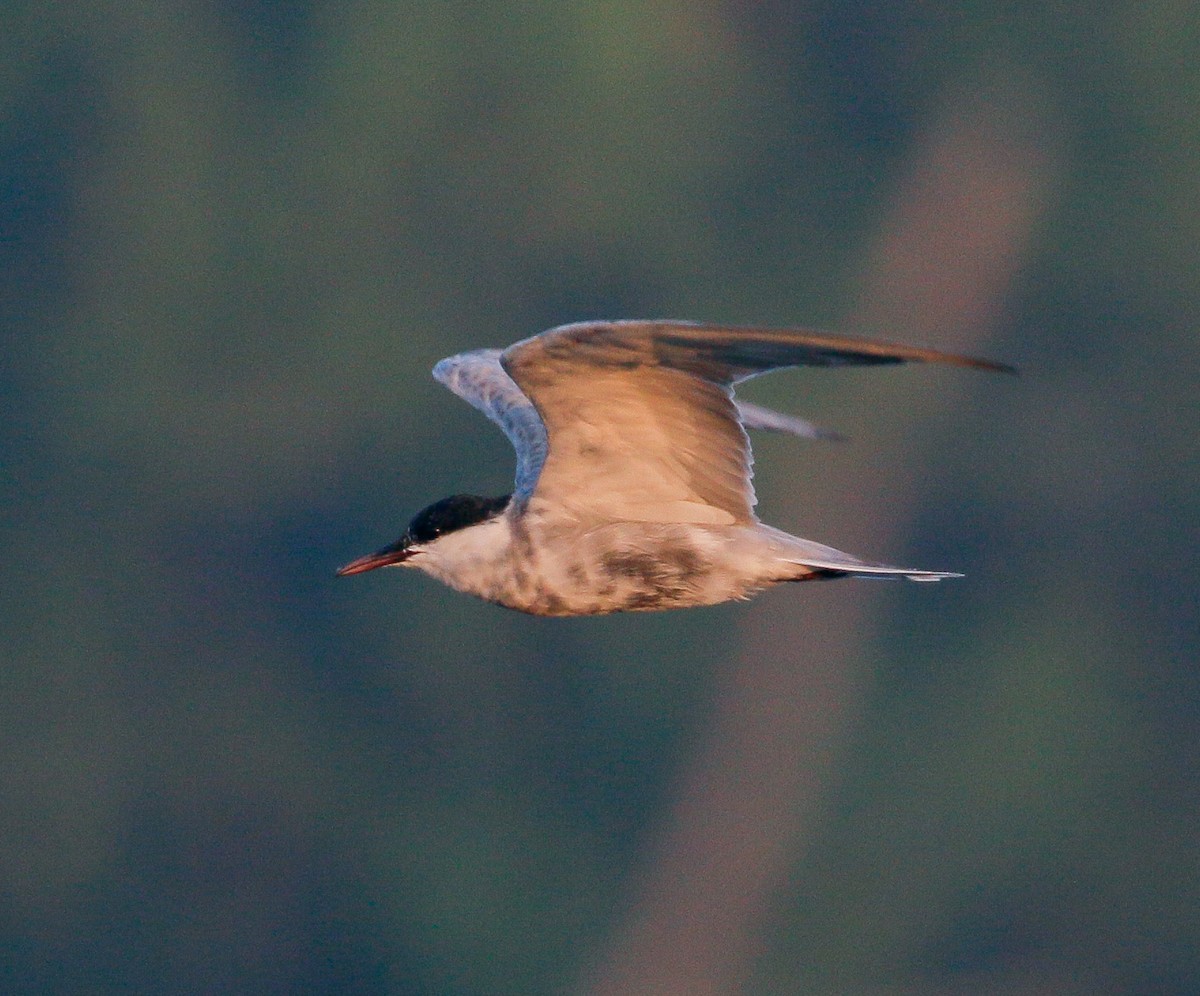 Whiskered Tern - ML318130691