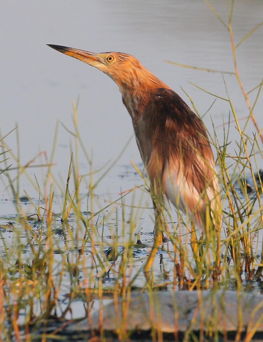 Javan Pond-Heron - ML318130701