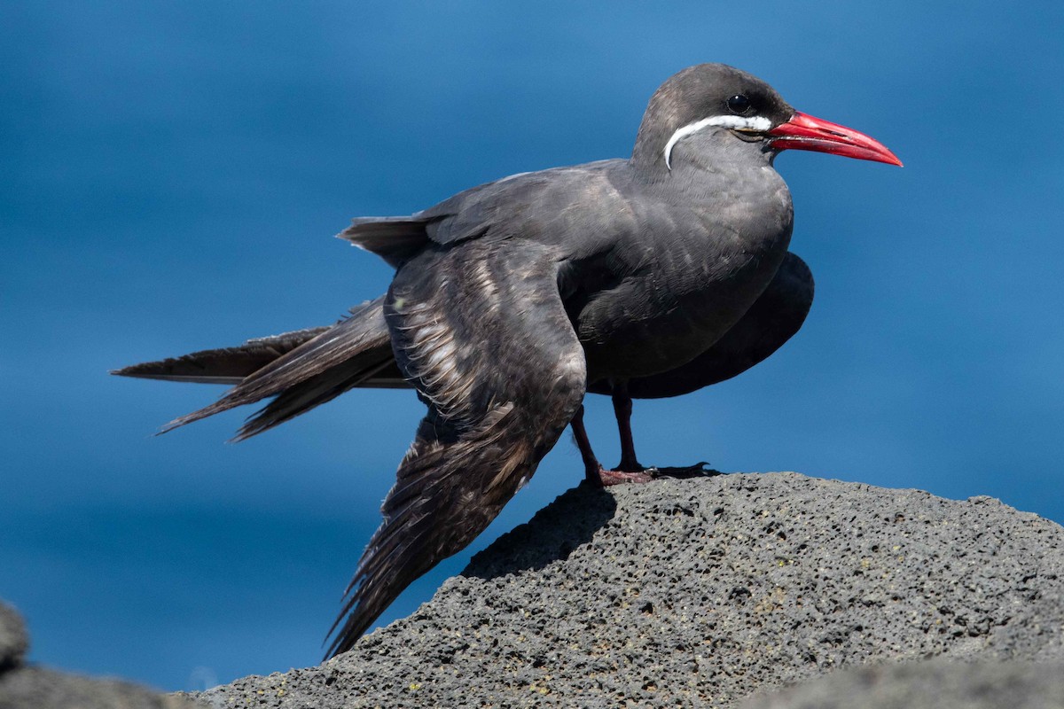 Inca Tern - Eric VanderWerf