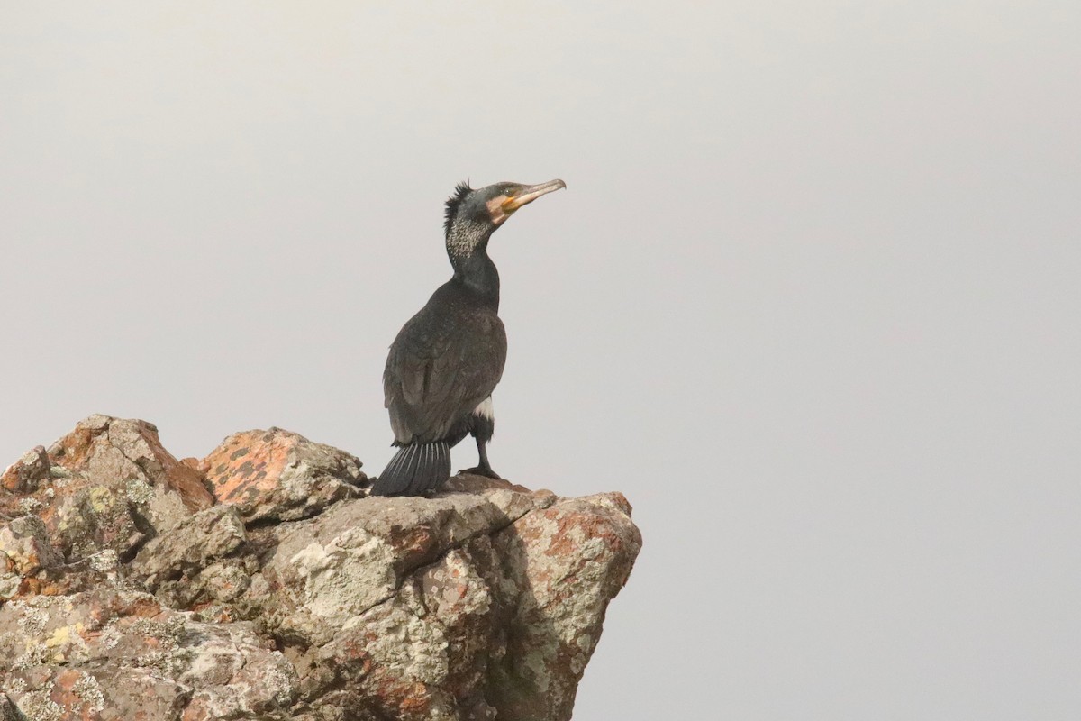 Great Cormorant - ML318131871