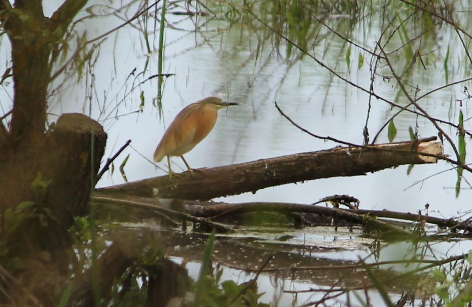 Squacco Heron - Dijana  Serhatlic