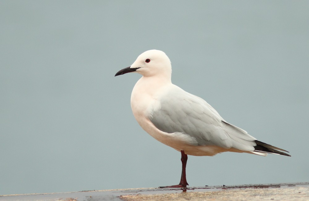 Slender-billed Gull - ML318132211