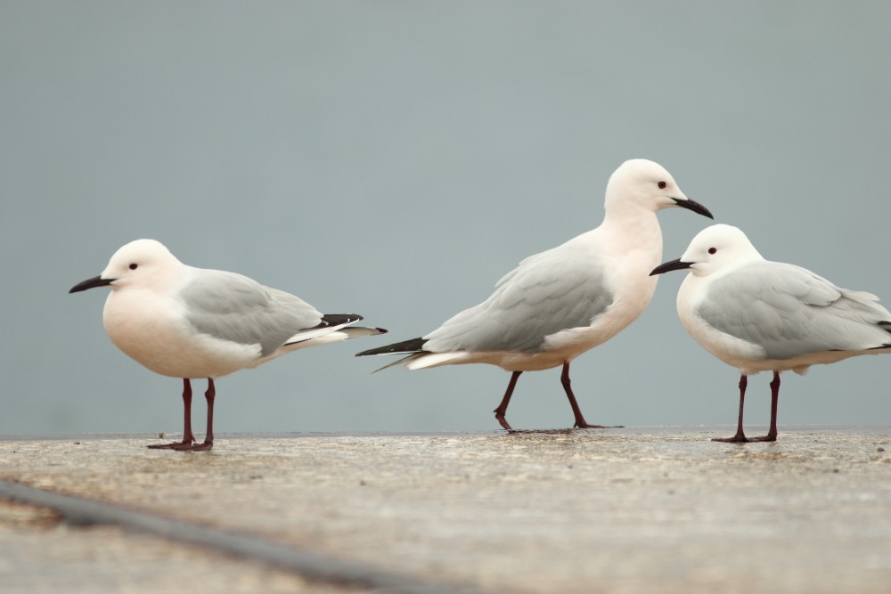 Slender-billed Gull - ML318132221