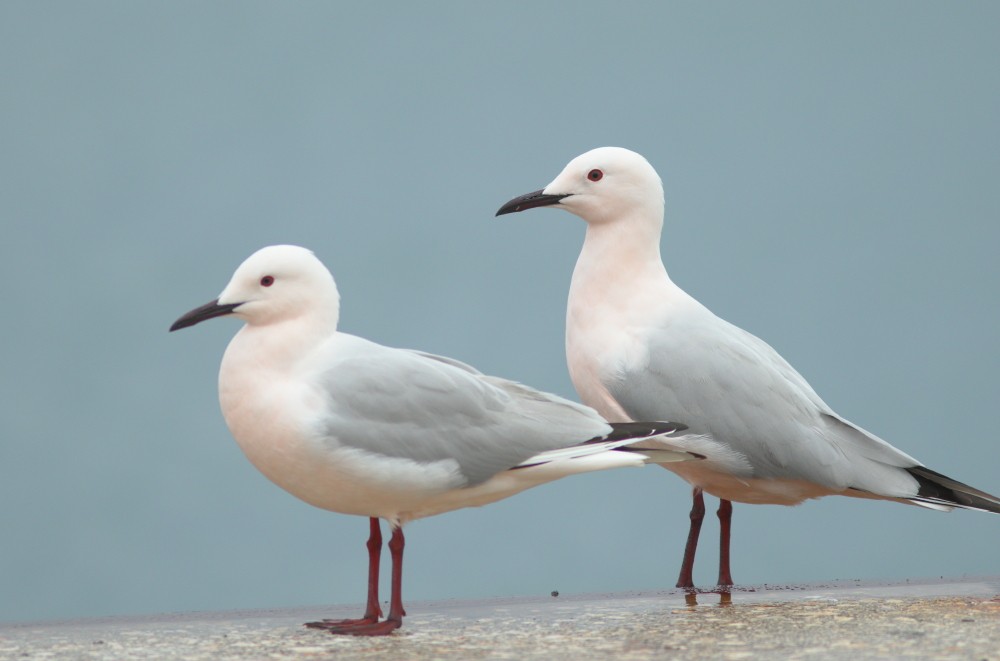 Slender-billed Gull - ML318132231