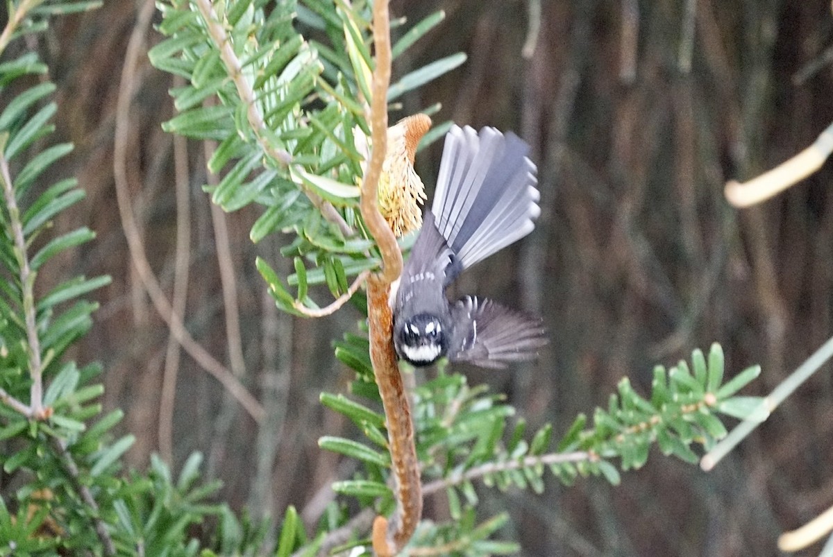 Gray Fantail - ML318132391